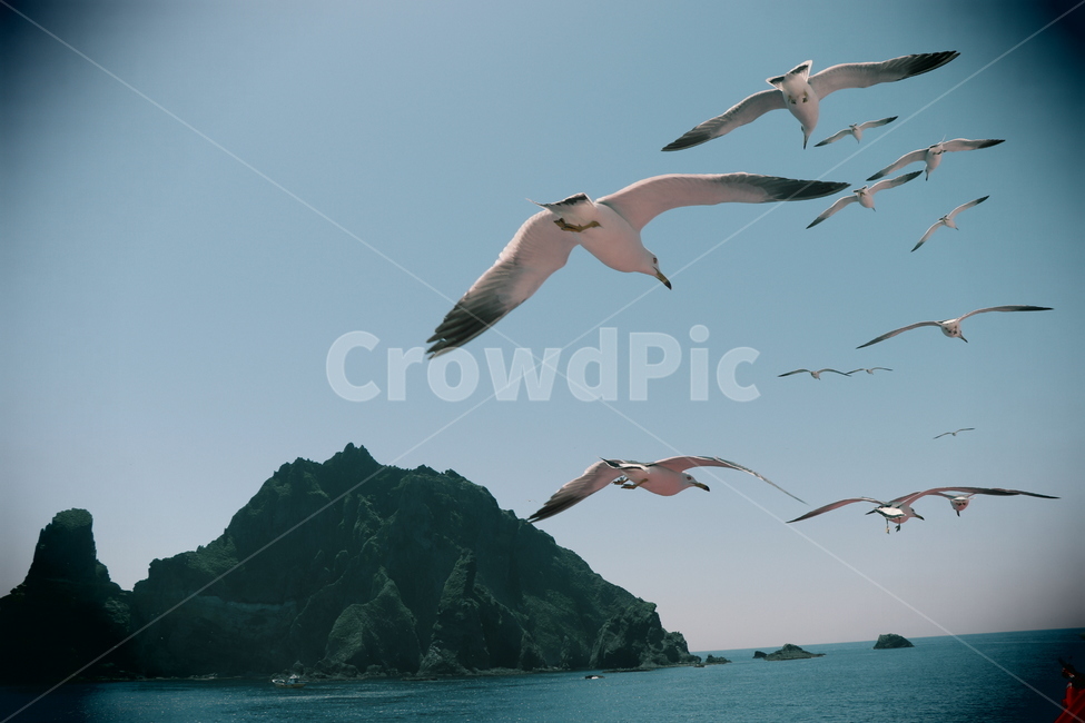 독도,갈매기,바다,자연,풍경,동물,animal,조류,새,birds