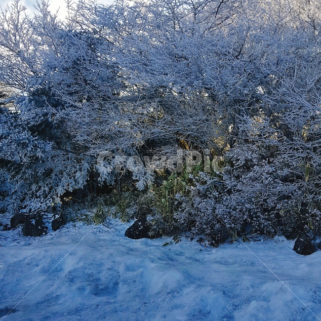 겨울,겨울풍경,눈,설경,자연,ice,nature,snow,outdoors