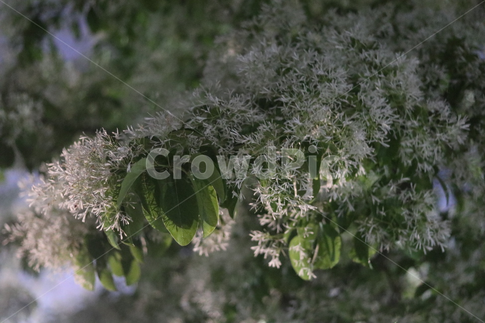 이팝나무꽃,흰색,봄,야경,연두잎,식물,자연,plants,nature,꽃,flower