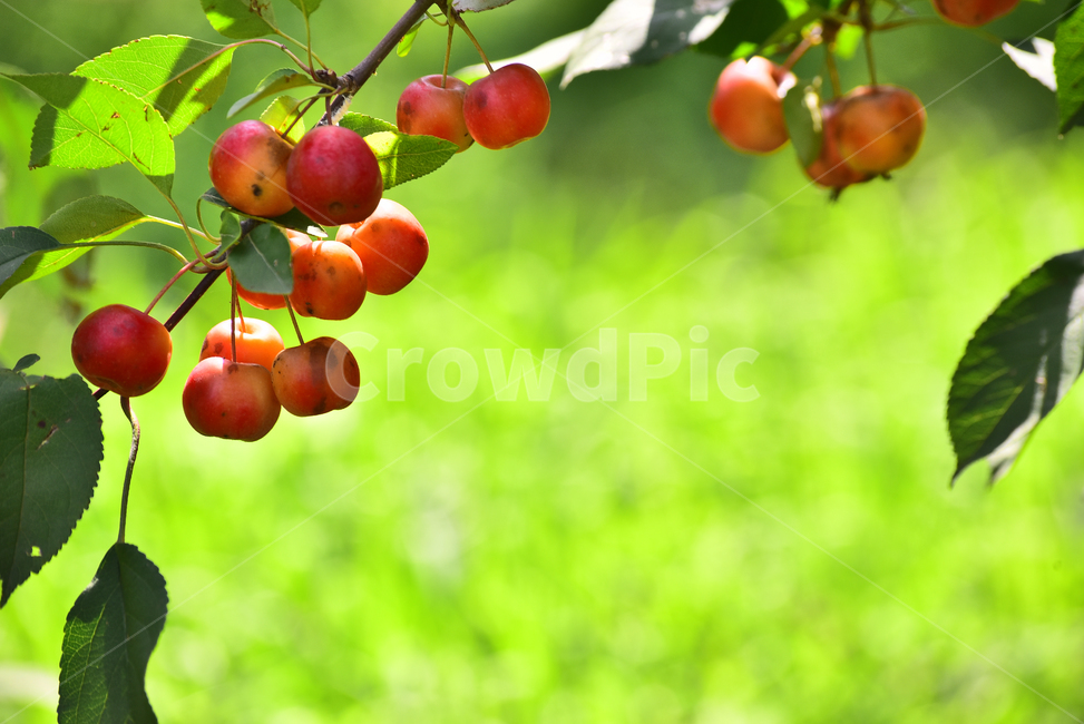 사과,애기사과,능금,과일,식용,음식,푸드,apple,fruit,간식,디저트,먹거리,구연산,달콤,새콤,나무열매,열매,food,plant,배경,바탕,백그라운드,background,빨강색,레드,식물,과일,열매,fruit