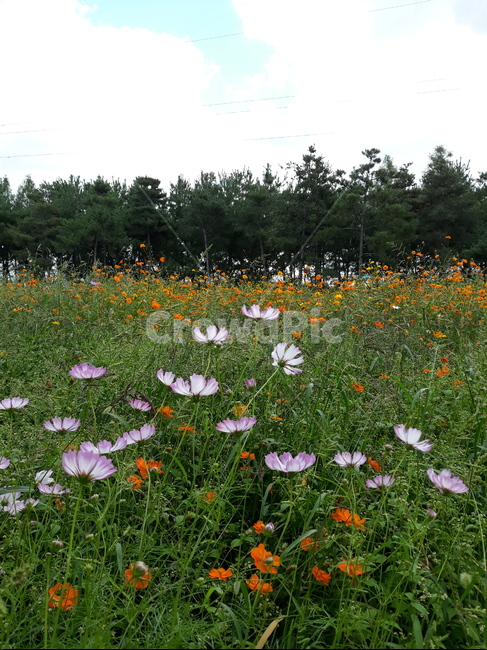 코스모스,황화코스모스,드림파크,가을나들이,가을,식물,자연,plants,nature,꽃,flower