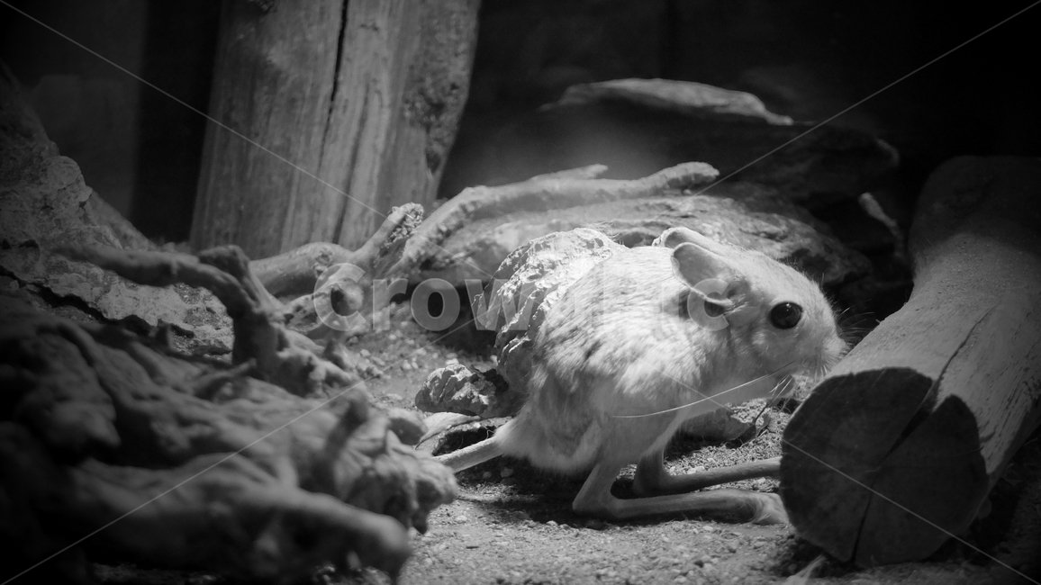 rodent,설치류,mammal,포유류,animal,동물,동물,animal,포유류,mammal,흑백,모노톤,monochrome,black and white