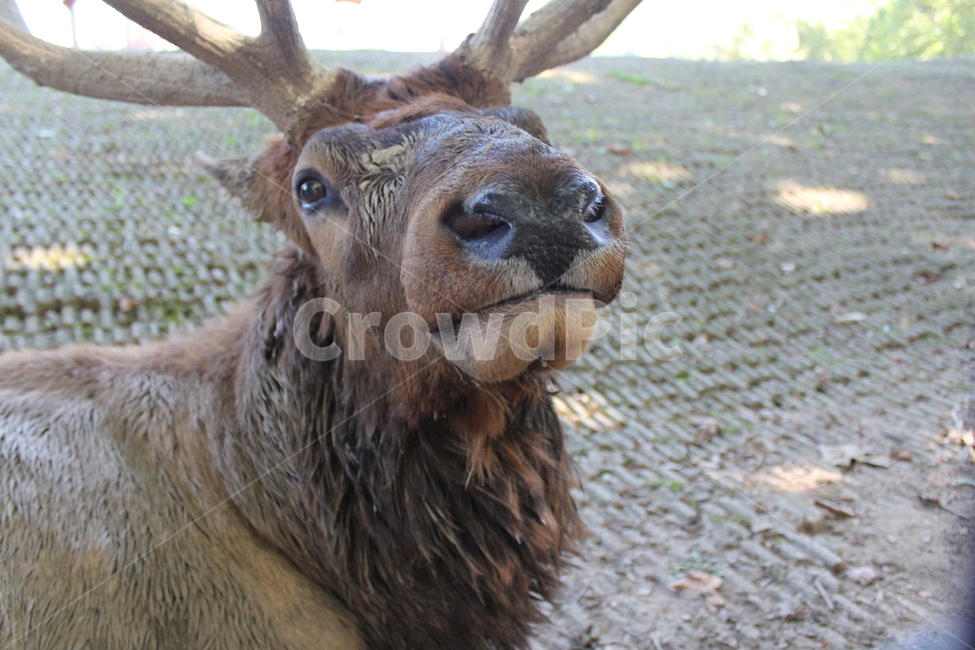 elk,고라니,animal,동물,mammal,포유류,wildlife,야생동물,deer,사슴,동물원,zoo,동물,animal,포유류,mammal