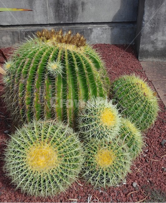 선인장,cactus,금호선인장,다육식물,다육,건조,수분,다육이,뾰족,가시,물,생명력,척박,식물,자연,plants,nature