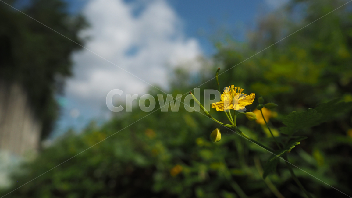 자연,날씨,옥외,구름,하늘,nature,weather,outdoors,cloud,sky,식물,plant,식물,자연,plants,nature,꽃,flower