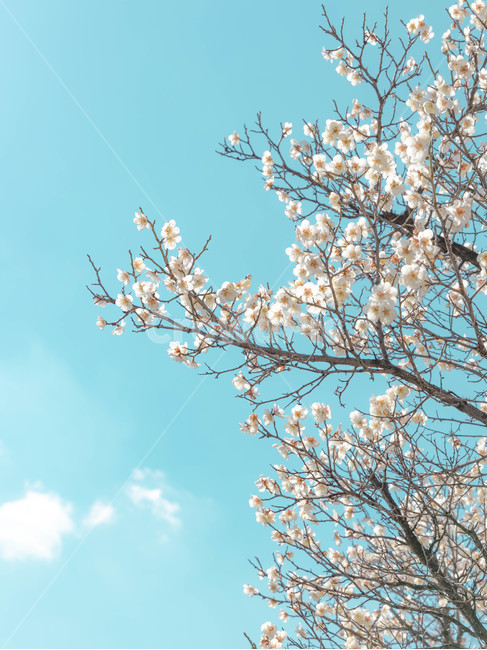 매화,벚꽃,푸른하늘,꽃,풍경,bluesky,blue,tree,flower,봄,spring,cherryblossom,벚나무,벚,청량