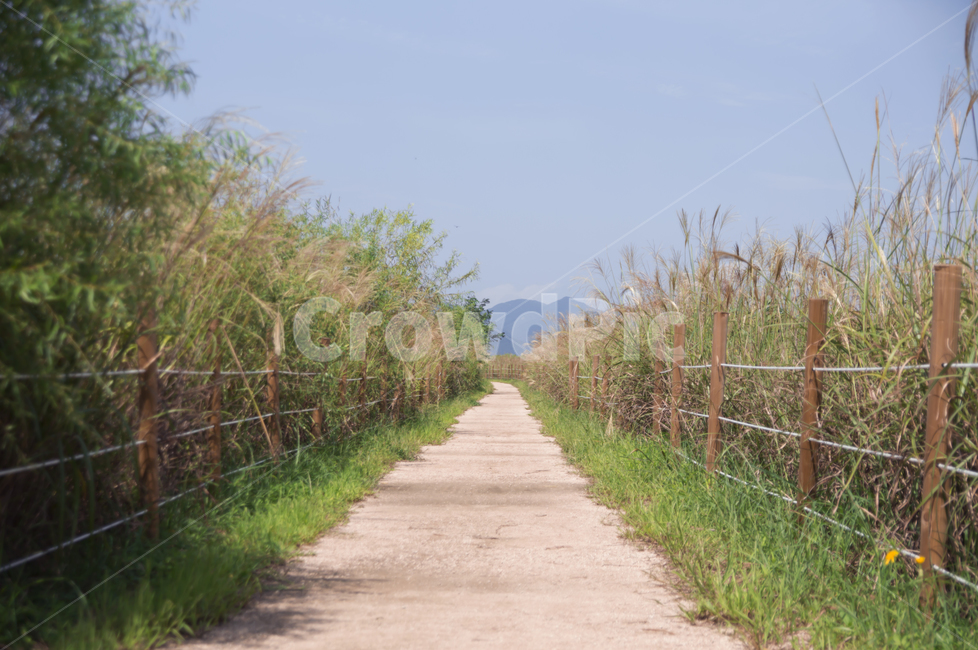 산책로,수수,감성사진,울타리,직진,자연,풍경,nature,landscape
