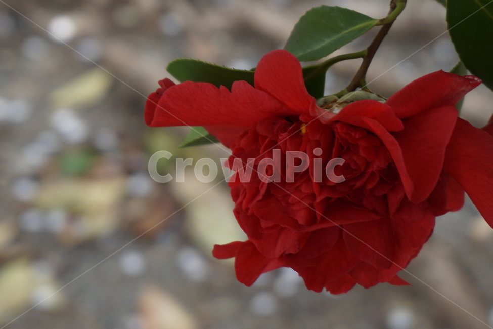 꽃,동백꽃,붉은꽃,봄,정열,동백나무,봄,계절,spring,season,식물,자연,plants,nature,꽃,flower,geranium,제라늄,blossom,plant