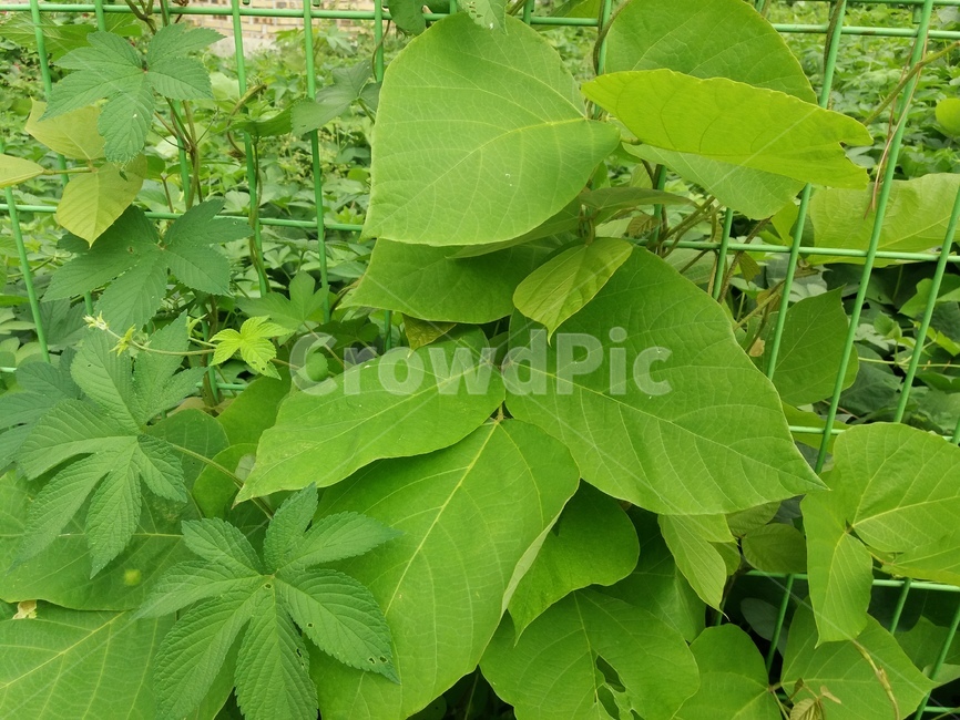 칡잎,plant,식물,잎,파란색,산,철조망,연두색,덩굴식물,식물,자연,plants,nature