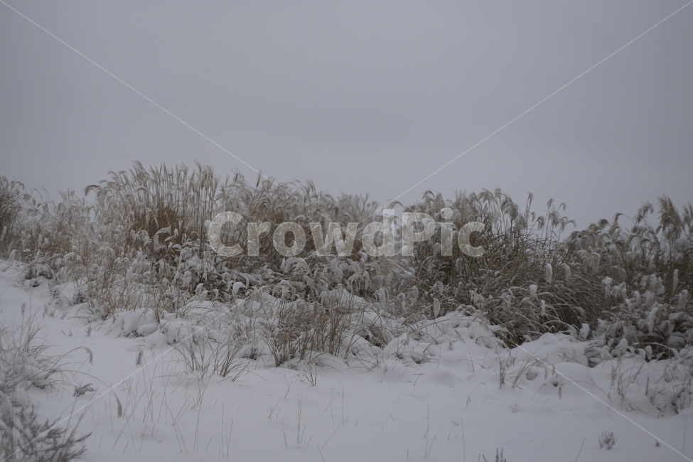 설산,한라산설산,한라산영실코스,hallasanmountain,snowmountain,겨울,계절,winter,season