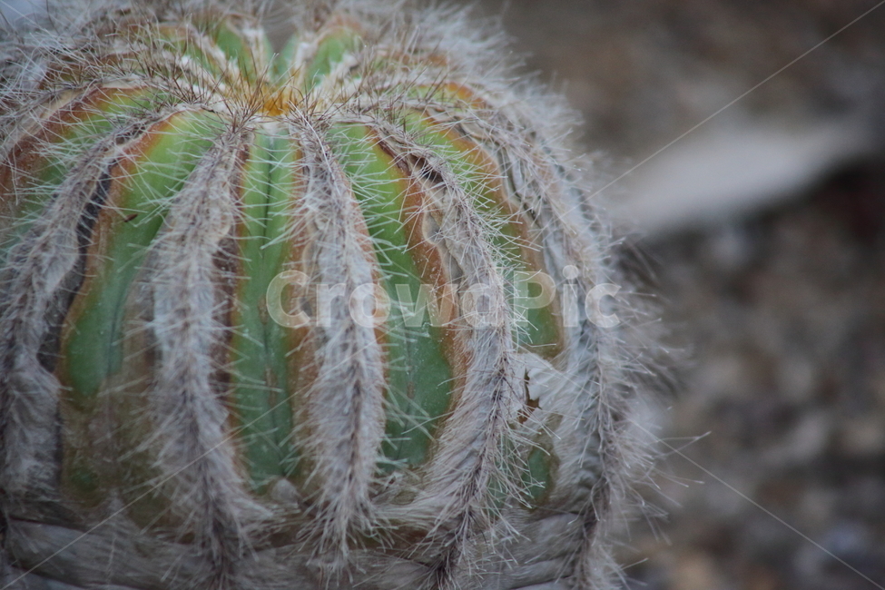 선인장,온실,식물,가시,cactus,수박선인장,Notocactusmagnificus,영관옥,식물,자연,plants,nature,꽃,flower
