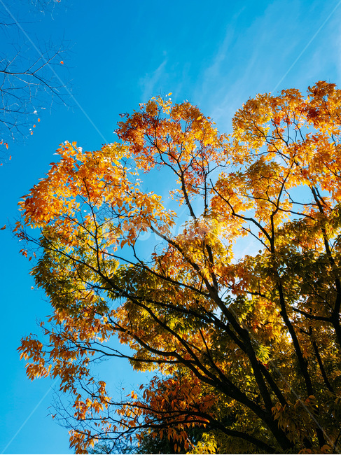 plant,식물,tree,나무,하늘,sky,가을,fall,autumn,식물,자연,plants,nature,나무,trees,wood