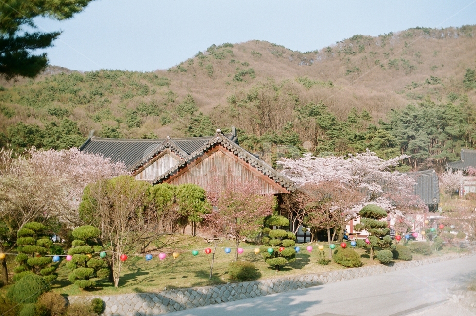봄,벚꽃,하늘,필름사진,절,자연,풍경,nature,landscape,outdoors,옥외