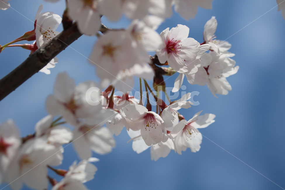 벚꽃,꽃,봄,계절,식물,자연,브라운,분홍색,하얀색,색깔,cherryblossom,pink,brown,white,flower,spring,season,color,plant,nature,봄,계절,spring,season,식물,자연,plants,nature,꽃,flower,blossom