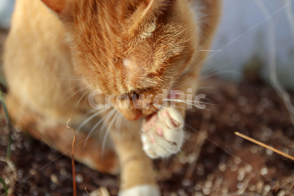 cat,고양이,동물,길냥이,냥발바닥,그루밍,동물,animal,포유류,mammal,고양이,cat,kitten,kitty