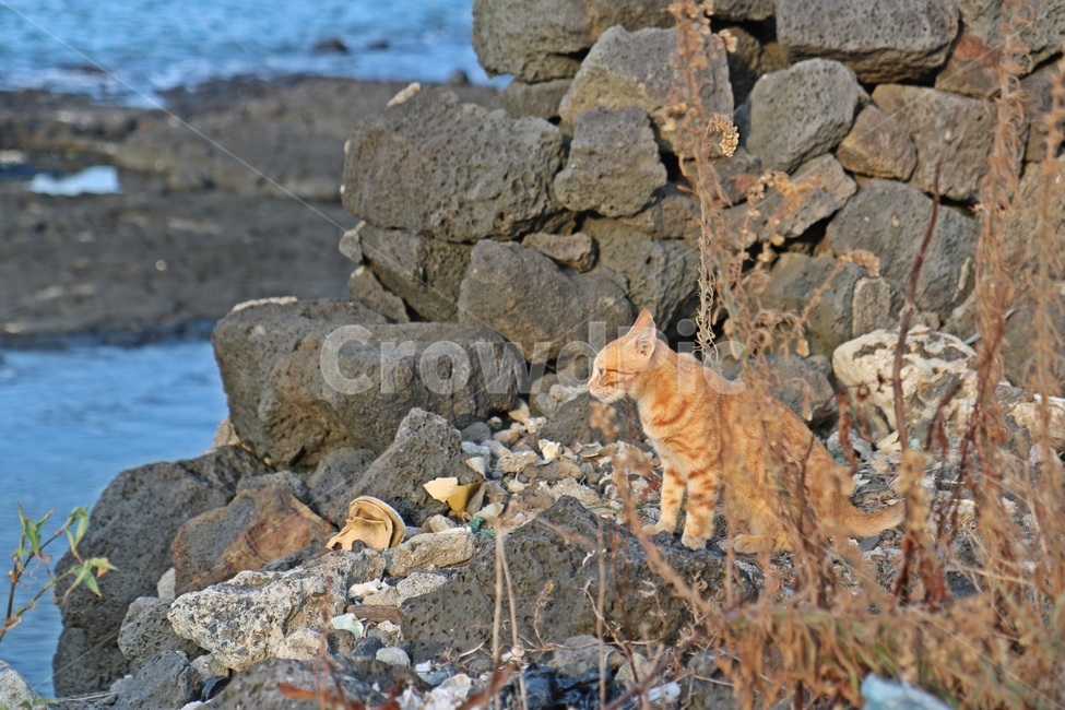 고양이,cat,sea,바다,새끼고양이,동물,animal,포유류,mammal,고양이,cat,kitten,kitty