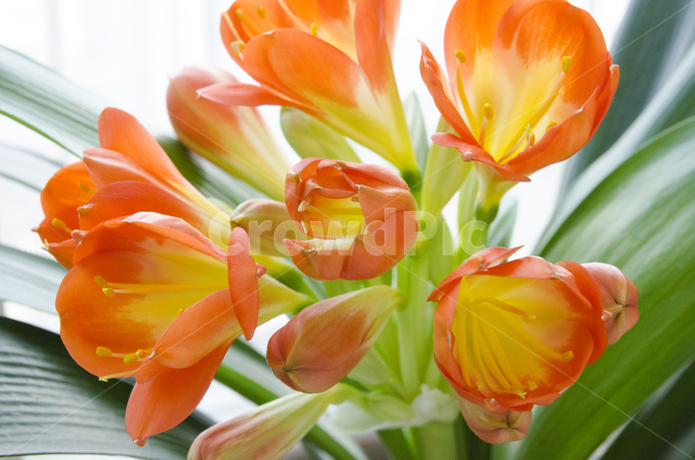 plant,식물,blossom,flower,꽃,kaffirlily,군자란,난,주황색,뷰티풀,아름다움,향기로움,식물,자연,plants,nature,꽃,flower