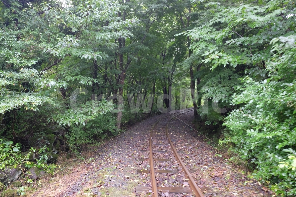 나무,숲,기찻길,철길,제주,에코랜드,여행,관광,자연,풍경,nature,landscape,교통,교통수단,traffic,transportation,road,도로,gravel,자갈,dirt road,흙길