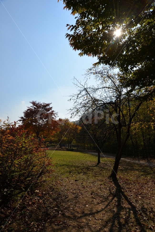 풍경,자연,나무,가을,해,가을,계절,fall,autumn,season,자연,풍경,nature,landscape,tree,plant,식물,light,빛,flare,플레어,tree trunk,나무 줄기