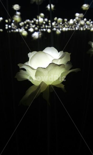 동대문,ddp프라자,led장미,rose,light,lightrose,클로즈업,아웃포커스