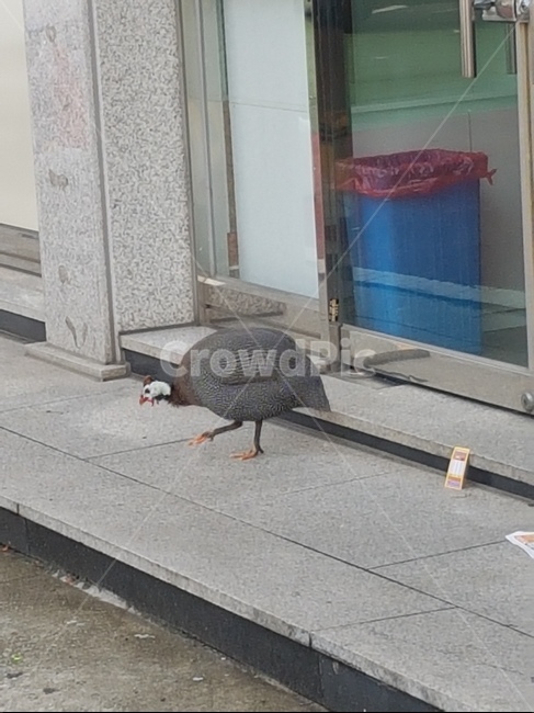 동물,닭,거리,시멘트,새