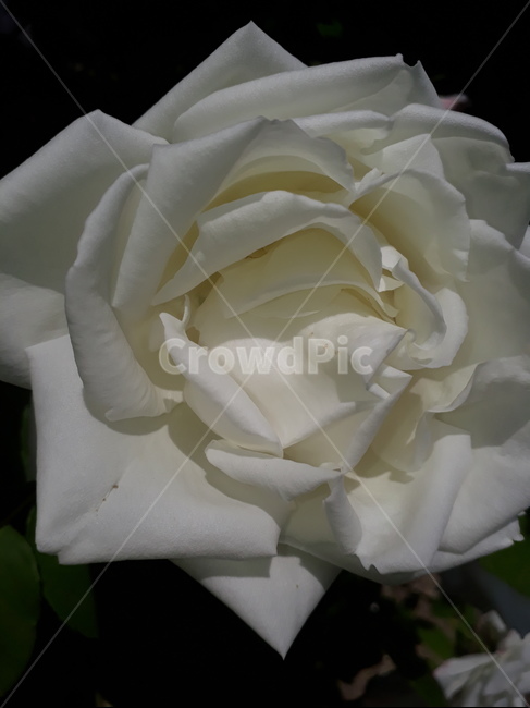 식물,장미,백장미,꽃,사랑,식물,자연,plants,nature,꽃,flower