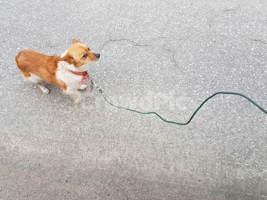 개,목줄,산책,귀여운,강아지,신난,행복한,길,동물,animal,포유류,mammal,개,강아지,dog,doggy
