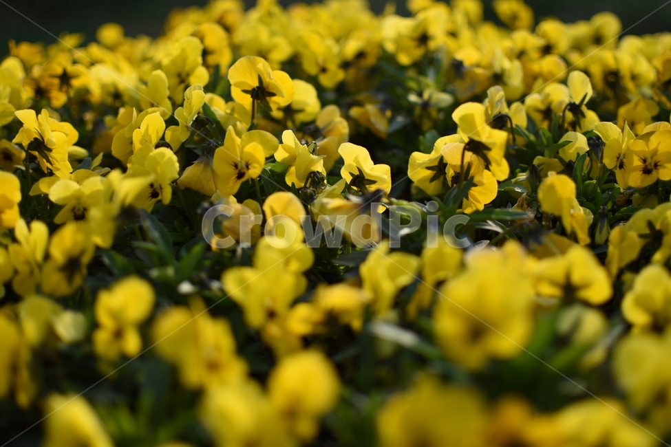 꽃,자연,풀,노랑,flower,nature,grass,yellow,식물,자연,plants,nature,꽃,flower
