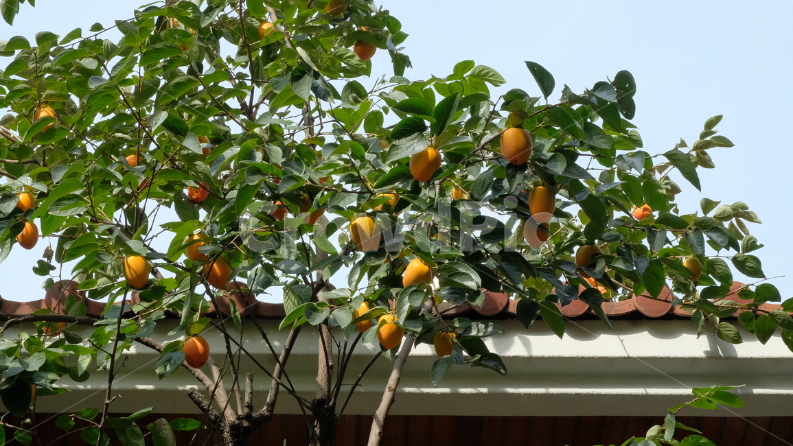 식물,fruit,과일,과일나무,감나무,나무,tree,persimmontree,persimmon,가을,감,과일,열매,fruit