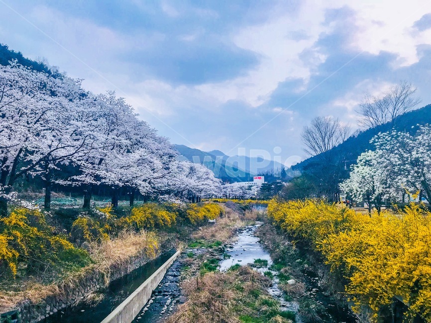 직지사,벚꽃축제,벚꽃,개나리,jikjisa,김천,봄,계절,spring,season,자연,풍경,nature,landscape,mountain,산,outdoors,옥외