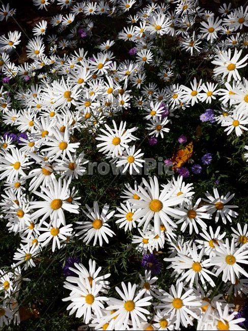 구절초,가을,국화축제,드림파크,나들이,식물,자연,plants,nature,꽃,flower