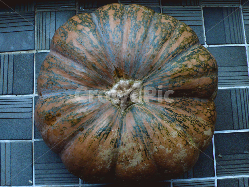 largepumpkin,countryside,orange,nature,vegetables,커다란호박,시골,주황색,자연,채소