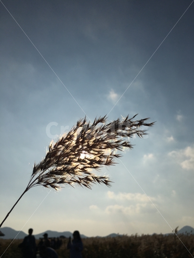 갈대,갈대밭,햇빛,연출,풍경,식물,자연,plants,nature