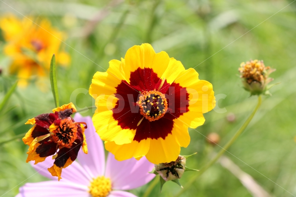 꽃,프렌치메리골드,노랑,들꽃,아름다움,가을,배경화면,Flower,FrenchMerigold,yellow,Wildflower,beauty,beautiful,autumn,식물,자연,plants,nature,꽃,flower