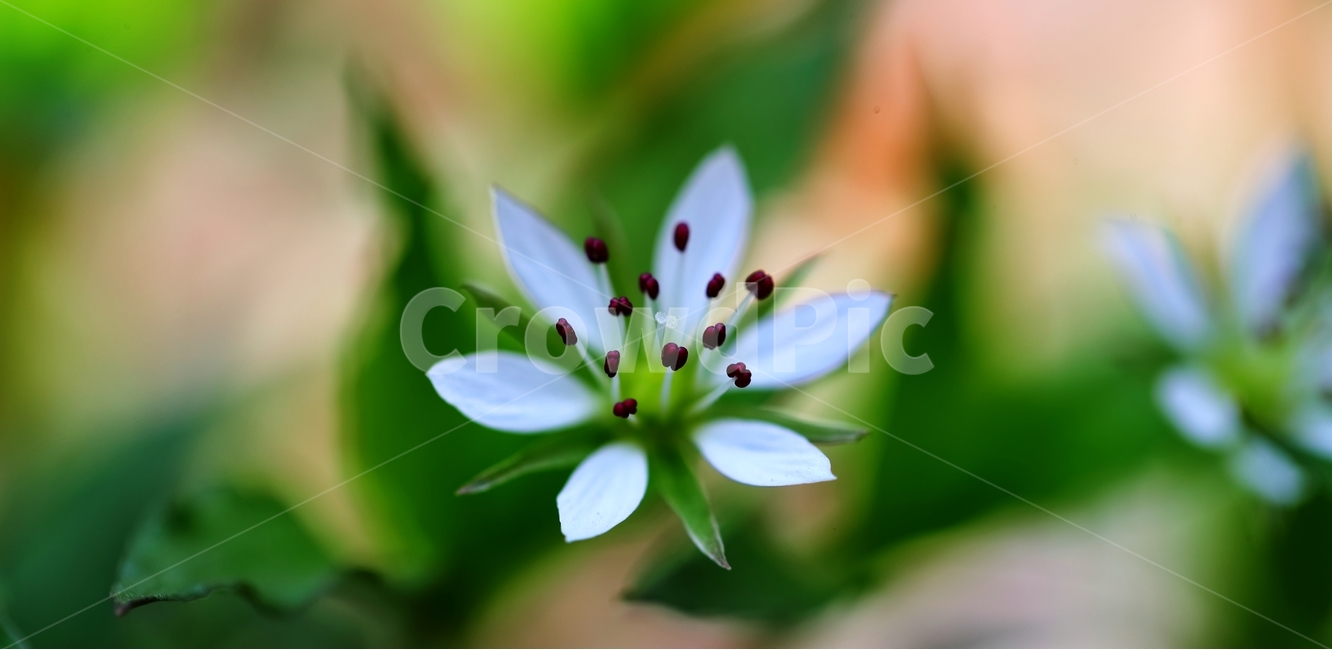 꽃,야생화,봄,오서산,봄꽃,식물,자연,plants,nature,꽃,flower