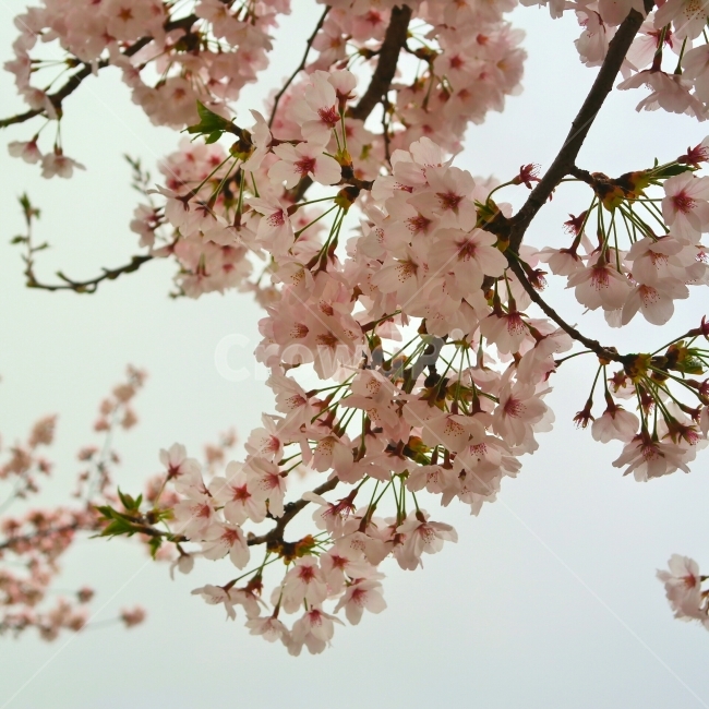 벚꽃,꽃,봄,초봄,나무,따뜻함,봄,계절,spring,season,식물,자연,plants,nature,꽃,flower,plant,blossom