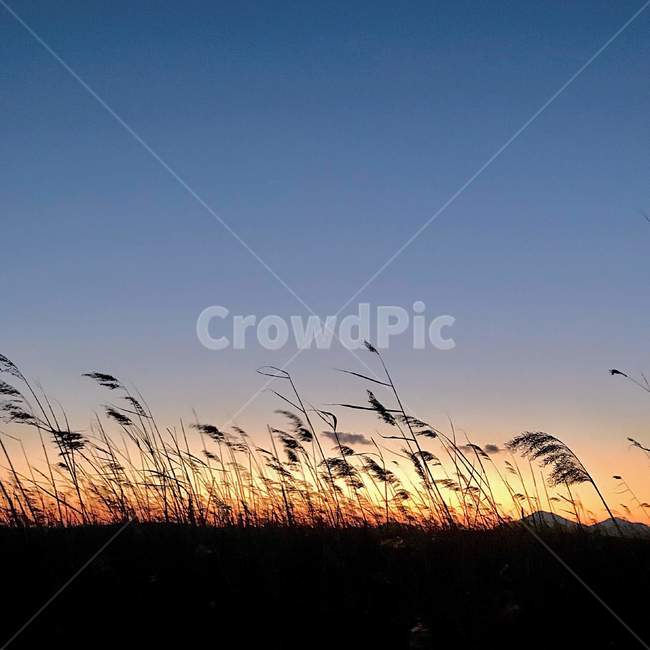 갈대,자연,노을,하늘,역광,자연,풍경,nature,landscape,plant,식물,grass,잔디,lawn,reed