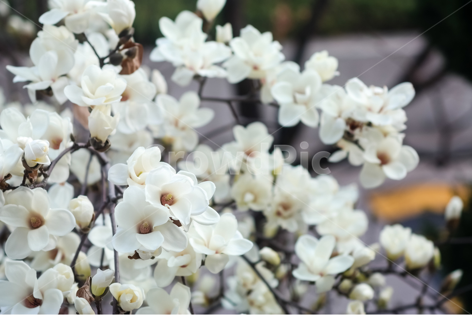 꽃,봄,겨울,목련,흰색,밝음,하얀색,행복,맑음,봄,계절,spring,season,식물,자연,plants,nature,꽃,flower,plant,blossom,cherry blossom,벚꽃