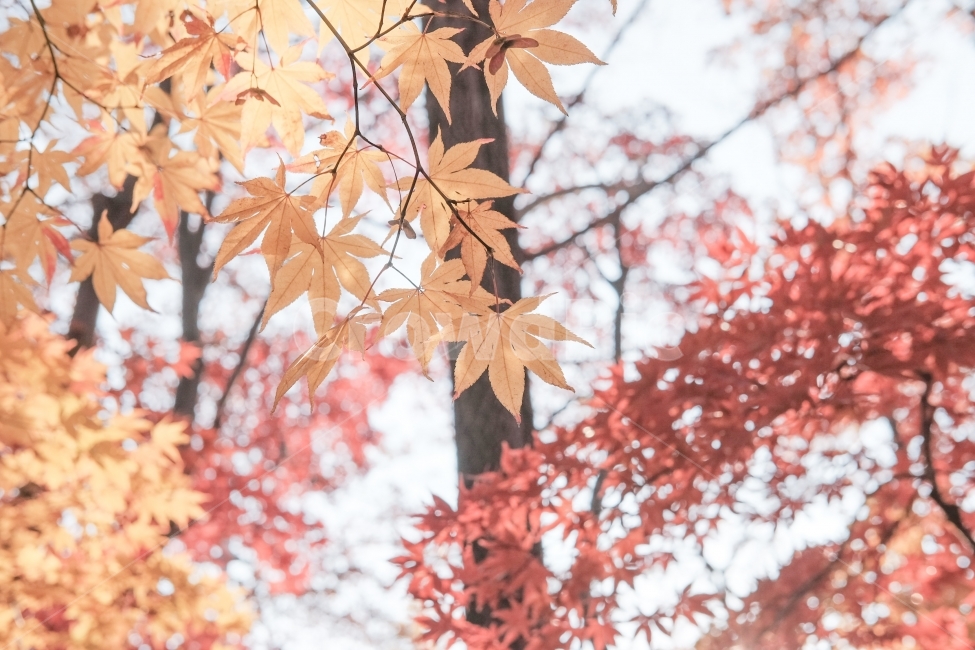 가을,단풍,단풍잎,가을길,숲속,가을,계절,fall,autumn,season,식물,자연,plants,nature,plant,leaf,잎,tree,나무,maple