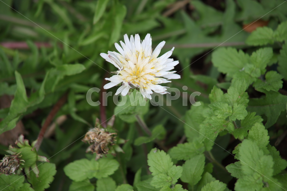 민들레,하얀민들레,흰민들레,dandelion,꽃