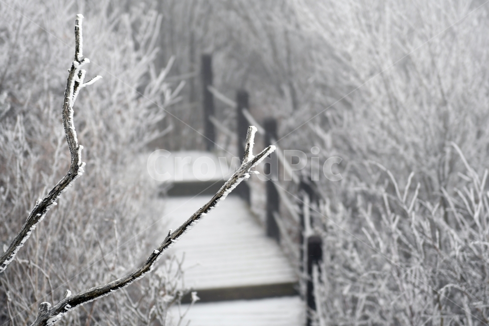 눈,풍경,겨울,눈꽃,상고대,바람,서리,추위,산,나무,겨울,계절,winter,season,식물,자연,plants,nature