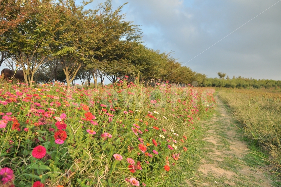 가을,꽃,자연,풍경,꽃길,가을,계절,fall,autumn,season,자연,풍경,nature,landscape,한국자연풍경,한국자연경관,korea nature landscape,식물,plants,꽃,flower,plant