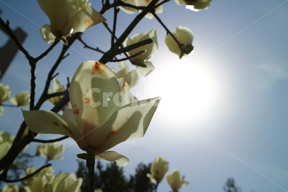 목련나무,배경화면,바탕화면,나무,목련,식물,자연,plants,nature,꽃,flower