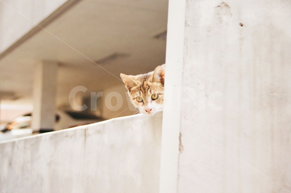 고양이,동물,포유류,cat,kitten,animal,표정,감정,emotion,동물,animal,포유류,mammal,고양이,cat,kitten,kitty,감성,sensible,feeling