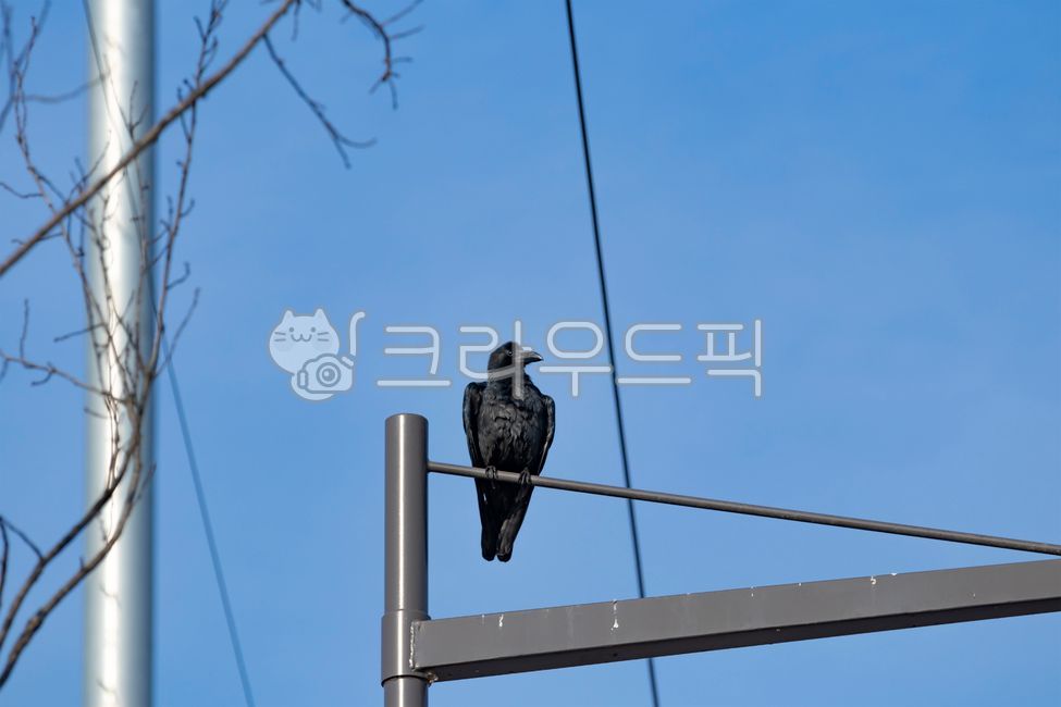 sky,blue sky,jackdaw,raven,Birds,telegraph pole,Street lamp,Crow,bird,telephone pole,crow,flock of crows