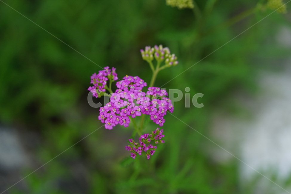 꽃,색감,핑크,분홍색,자연,식물,생물,생명,플라워,flower,pink,느낌,감성,식물,자연,plants,nature,꽃,flower