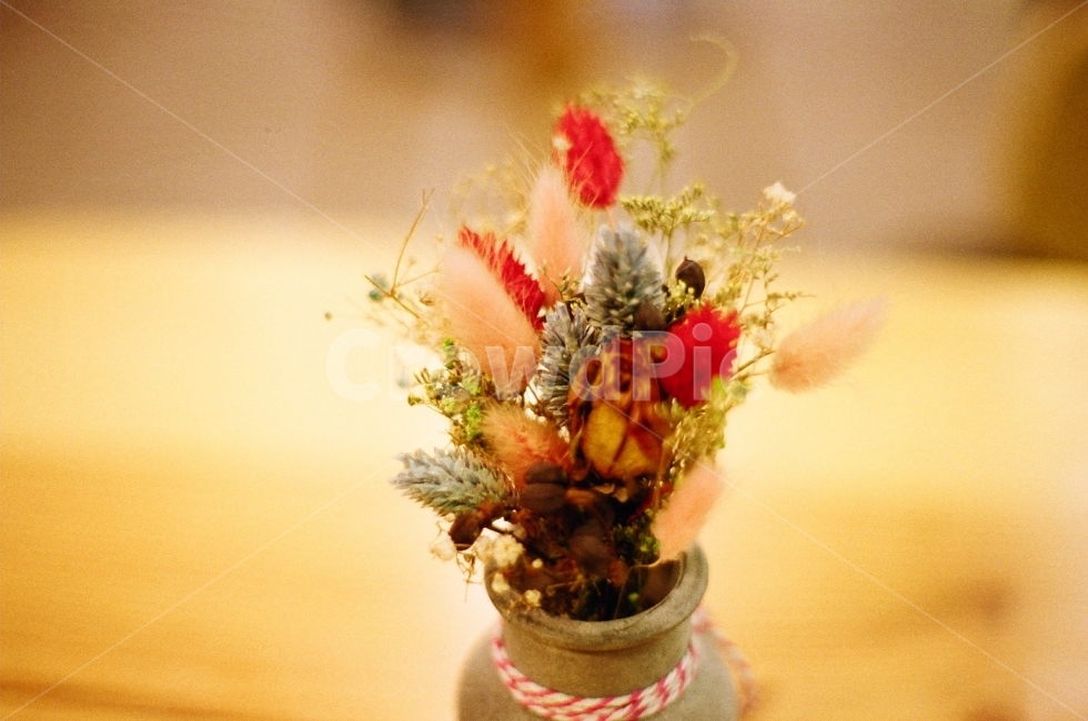 필름사진,감성사진,드라이플라워,인테리어소품,카페인테리어,꽃,flower,실내용화초,화분,화초,house plant,감성,sensible,feeling,인테리어,실내디자인,interior design
