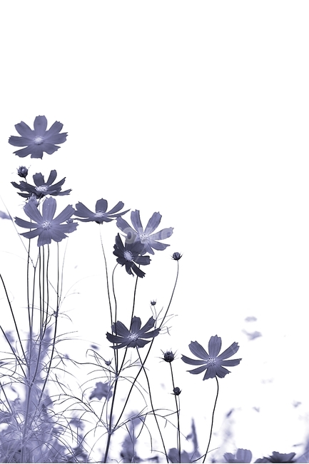 보라색,보라,코스모스,봄,가을,식물,자연,plants,nature,꽃,flower,흑백,모노톤,monochrome,black and white