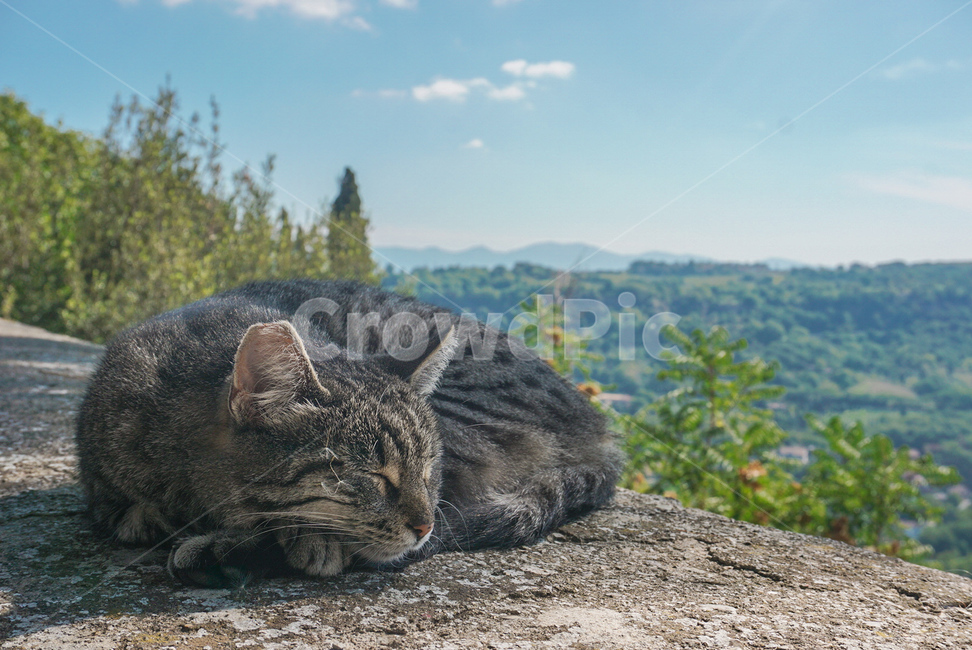 고양이,자연,nature,풍경,산,동물,animal,포유류,mammal,고양이,cat,kitten,kitty