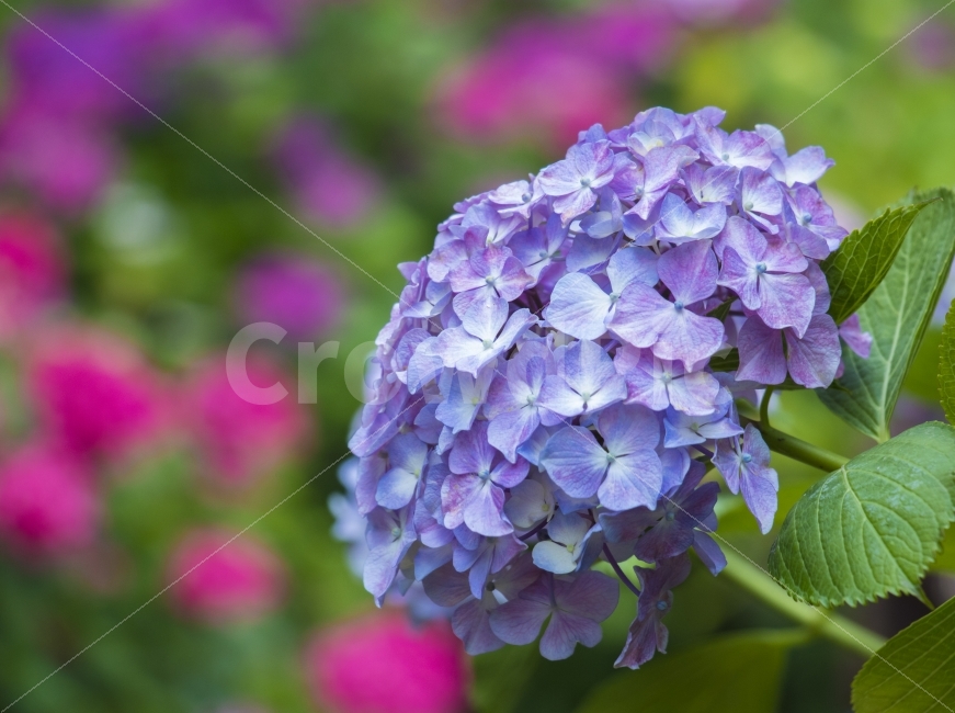 일상,출사,스냅사진,캐논,canon,80d,나들이,dslr,즐거움,photo,캐논80d,수국,부산,태종사,수국축제,플라워,꽃,flower,식물,자연,plants,nature,꽃,flower